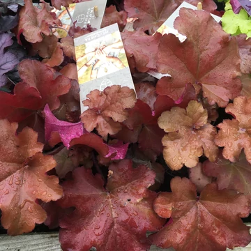 Heuchera 'Boysenberry' – tűzeső - CS12