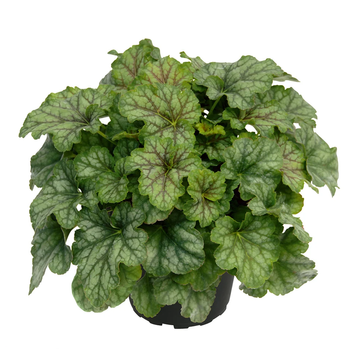 Heuchera 'Jade Green' – tűzeső - CS12