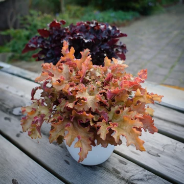 Heuchera 'Orangeberry' – tűzeső - CS12