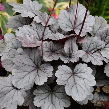 Heuchera 'Silver Gumdrop' – tűzeső - CS12