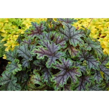 Heuchera 'Tapestry' – tűzeső - CS12