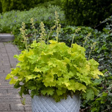 Heuchera 'Limeberry' – tűzeső - CS12
