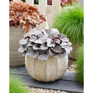 Heuchera 'Silverberry' – tűzeső - CS12