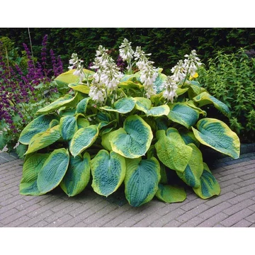 Hosta 'Frances Williams' - árnyékliliom - CS11