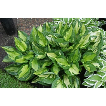 Hosta 'Whirl Wind' - árnyékliliom - CS11