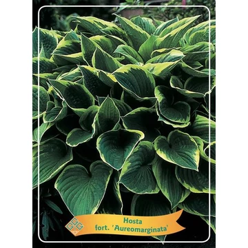 Hosta 'Fortunei Aureomarginata' - árnyékliliom - CS11