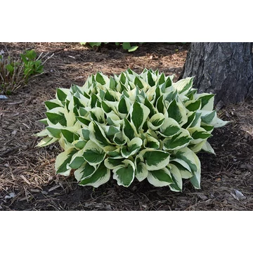 Hosta 'Patriot' - árnyékliliom - CS11