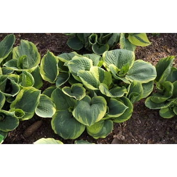Hosta 'Pizzaz' - árnyékliliom - CS11