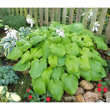 Hosta 'Tortilla Chip' - árnyékliliom - CS11