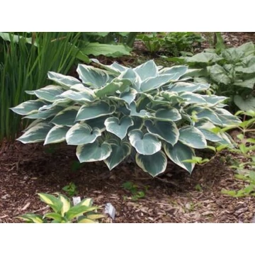 Hosta 'El Nino' - árnyékliliom - CS13