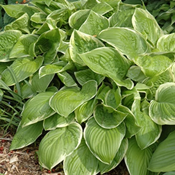 Hosta 'Frozen Margarita' - árnyékliliom - CS11