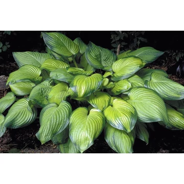 Hosta 'Guacemole' - árnyékliliom - CS11