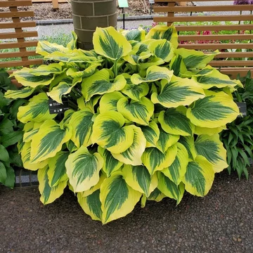 Hosta 'Liberty' - árnyékliliom - CS12