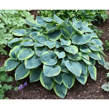 Hosta tokudama flavocircinalis - árnyékliliom - CS11