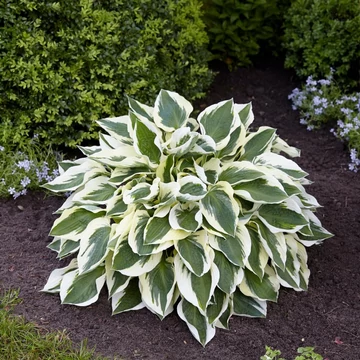 Hosta 'Minute Man' - árnyékliliom - CS12