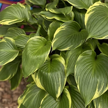 Hosta 'Sorbet' - árnyékliliom - CS11
