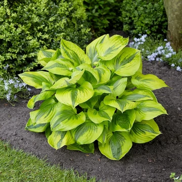 Hosta 'Summer Lovin' - árnyékliliom - CS11