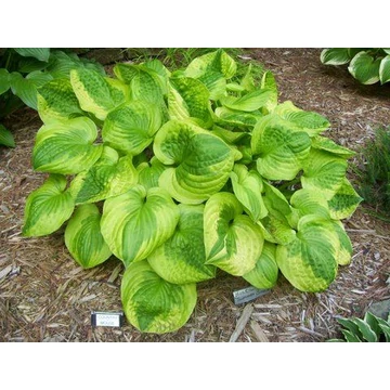 Hosta 'Summer Breeze' - árnyékliliom - CS11