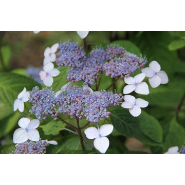 Hydrangea serrata 'Bluebird' - fűrészes levelű hortenzia - CS17