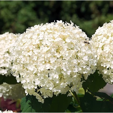 Hydrangea arborescens 'Strong Annabelle' - annabelle cserjés hortenzia - CS15