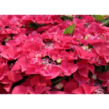 Hydrangea macrophylla 'Frisbee Hot Pink' - kerti hortenzia - CS12