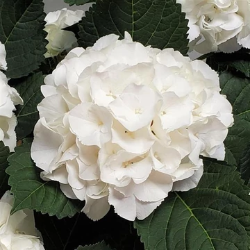 Hydrangea macrophylla 'Ice Boy'- kerti hortenzia - CS9