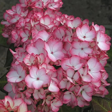 Hydrangea macrophylla 'Mirai' - kerti hortenzia - CS9