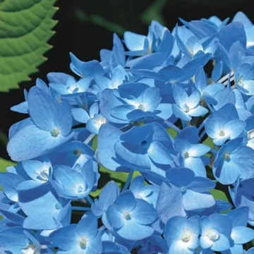 Hydrangea macrophylla 'Nikko Blue' - kerti hortenzia - CS9