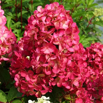 Hydrangea paniculata 'Diamond Rouge' - bugás hortenzia - CS9