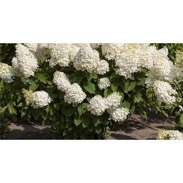 Hydrangea paniculata 'Silver Dollar' - bugás hortenzia - CS9