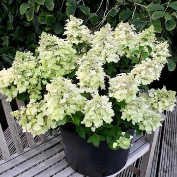 Hydrangea paniculata 'Bee Happy' - bugás hortenzia - CS9