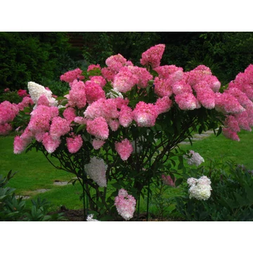 Hydrangea paniculata 'Fraise Melba' - bugás hortenzia - CS9