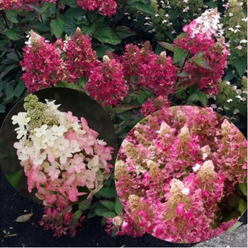 Hydrangea paniculata 'Magical Vesuvio' - bugás hortenzia - CS9