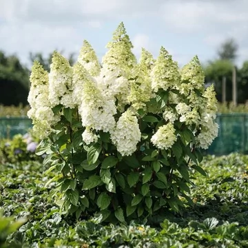 Hydrangea paniculata 'Magical Moonlight' - bugás hortenzia - CS9