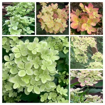 Hydrangea paniculata 'Pastelgreen' - bugás hortenzia - CS9