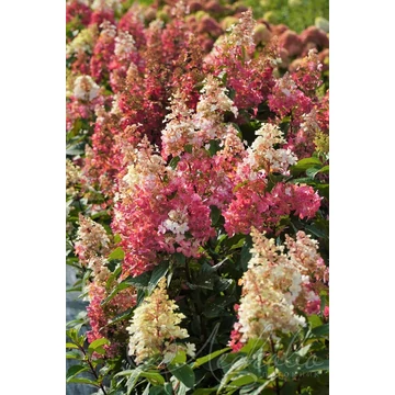 Hydrangea paniculata 'Candlelight'- bugás hortenzia - CS17