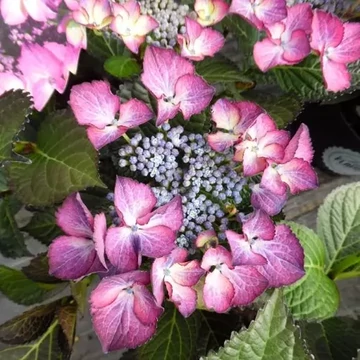Hydrangea macrophylla 'Teller Dark Angel Purple' - kerti hortenzia - CS23