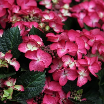 Hydrangea macrophylla 'Teller Dark Angel Red' - kerti hortenzia - CS23
