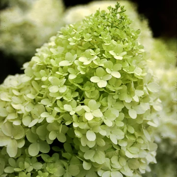 Hydrangea paniculata 'Limelight' - bugás hortenzia - CS9