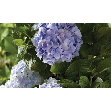 Hydrangea macrophylla 'Little Purple' - kerti hortenzia