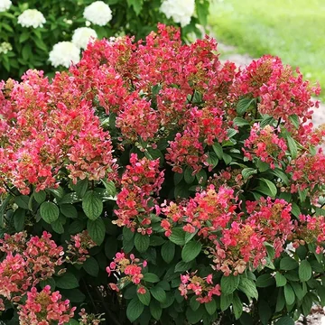 Hydrangea paniculata 'Little Quick Fire' - bugás hortenzia - CS19