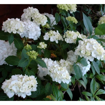 Hydrangea macrophylla 'Mme Emile Mouillére' - kerti hortenzia - CS12