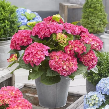 Hydrangea macrophylla 'Mophead' - kerti hortenzia - CS15