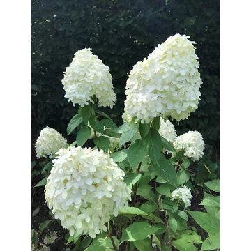 Hydrangea paniculata 'Phantom' - bugás hortenzia - CS9