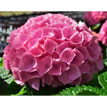 Hydrangea macrophylla 'Pink' - kerti hortenzia - CS17