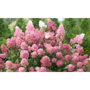 Hydrangea paniculata 'Pink Diamond' - bugás hortenzia - CS9