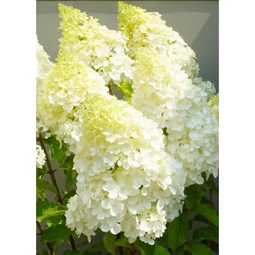 Hydrangea paniculata 'Polar Bear' - bugás hortenzia - CS19
