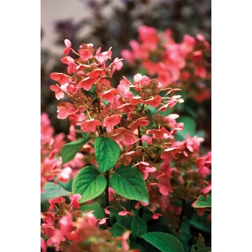 Hydrangea paniculata 'Quick Fire' - bugás hortenzia - CS19