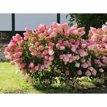 Hydrangea paniculata 'Vanille Fraise' - bugás hortenzia - CS17