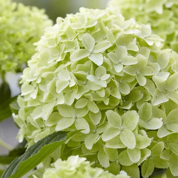 Hydrangea paniculata 'Whitelight' - bugás hortenzia - CS17